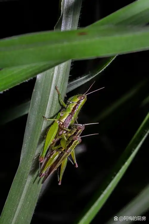 从立秋开始蚂蚱就逐渐多了起来,一直到深秋在田野里随处可见,它们啃食