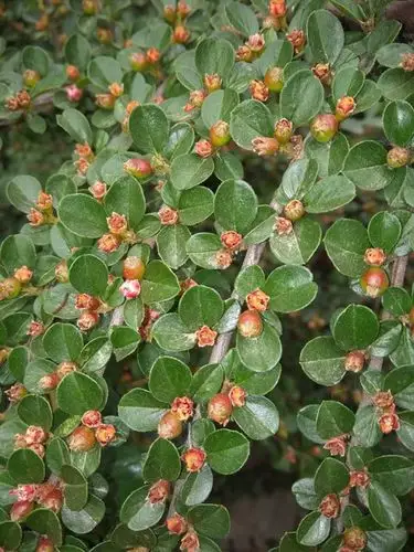 栒子盆景的养殖方法怎么造型