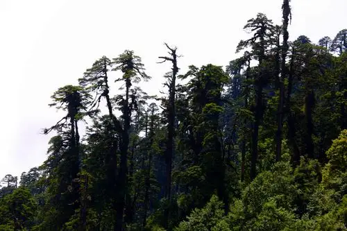 至尊森林——墨脱原始红豆杉林