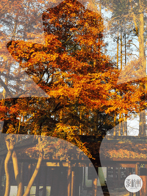 杭州最美落叶地,再不打卡就要等明年