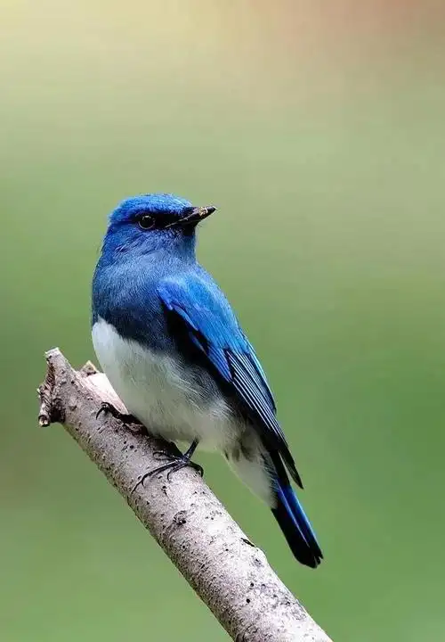 这只小鸟是冷色系,天蓝色与草绿色的搭配,非常协调的颜色