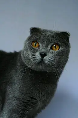 【图】英短 蓝猫 折耳种公 不限量 借配500元 - 文圣宠物猫 - 辽阳58