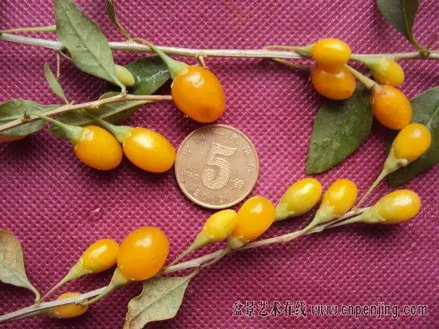 黄枸杞六月雪母老鸭