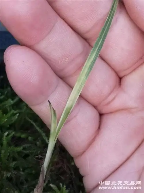 蕙兰下山变形草 - 中国兰花交易网