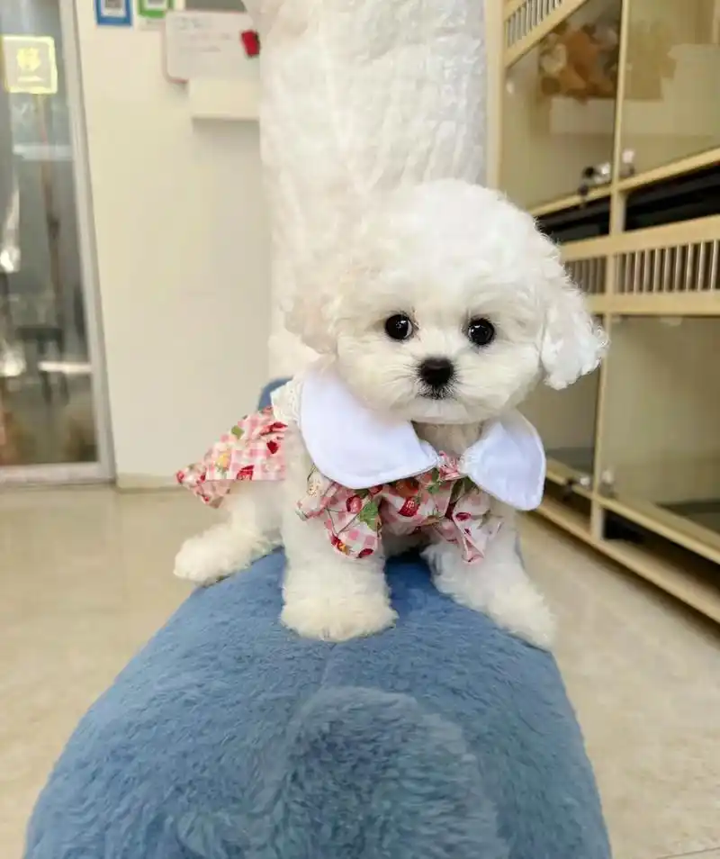 小体韩系比熊幼犬  ,两个月左右 - 抖音