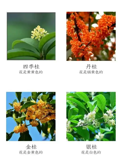 我们的发现:原来,桂花的颜色和形状不同是因为它们的品种不一样,散发