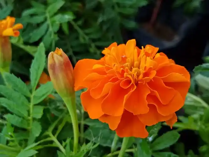 其它 因臭得福,难得糊涂～瓣臭菊(手机原创) 臭菊花,却有芳名曰"