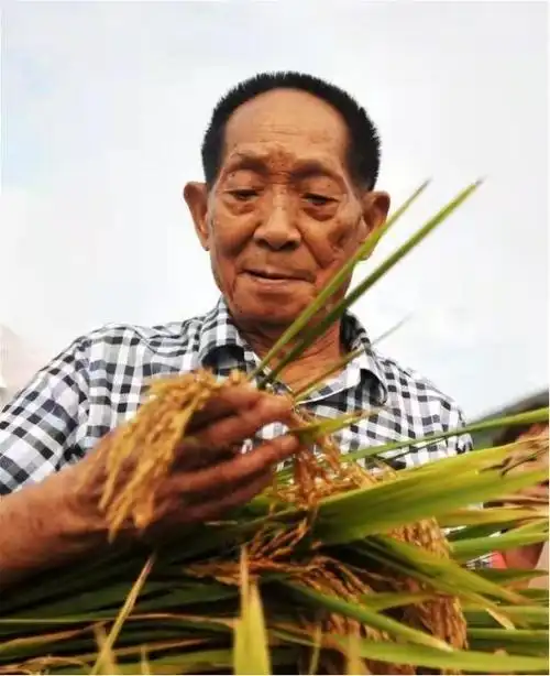袁隆平耕种图(来源:人民日报)