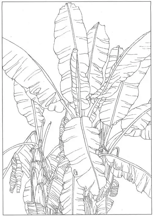 []0009_工笔画芭蕉白描线稿素材高清图-芭蕉09_4000x4000px_jpg_600