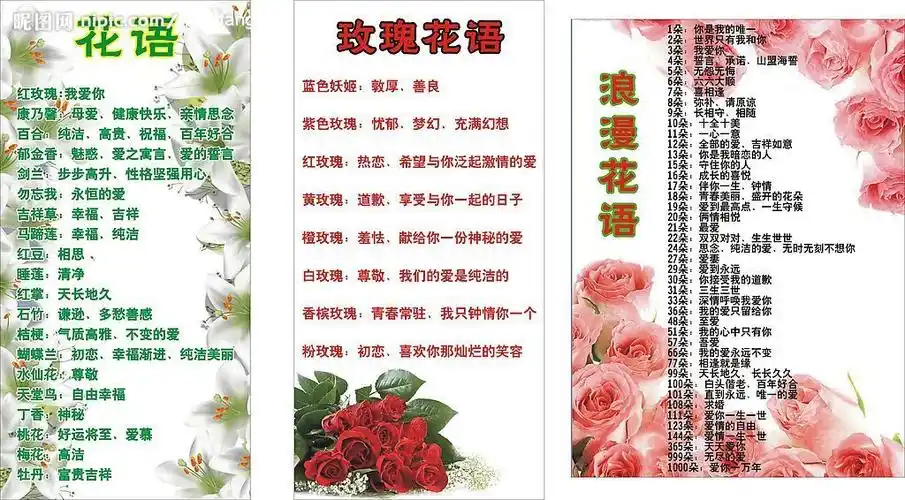 红玫瑰花语大全数量(红玫瑰花语大全 寓意)