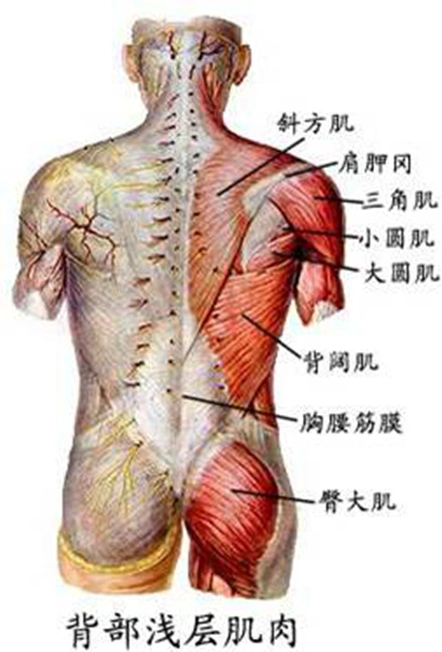 背肌