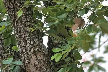 野生小叶紫檀树图片