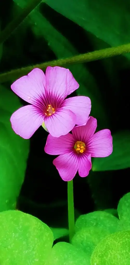看到这两朵小花还是没忍住,直接设置成手机壁纸了!