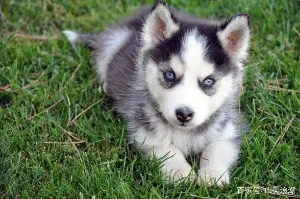 超萌的哈士奇幼崽,一脸凶(萌)的样子,过于可爱了!