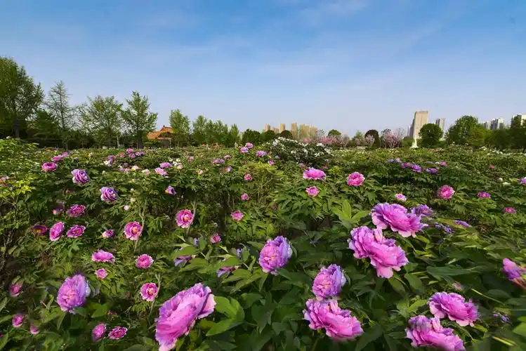 牡丹花开别样情