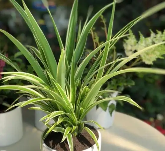 金边兰治风湿性关节炎有一定减轻实际效果,金边兰在消化吸收二氧碳的