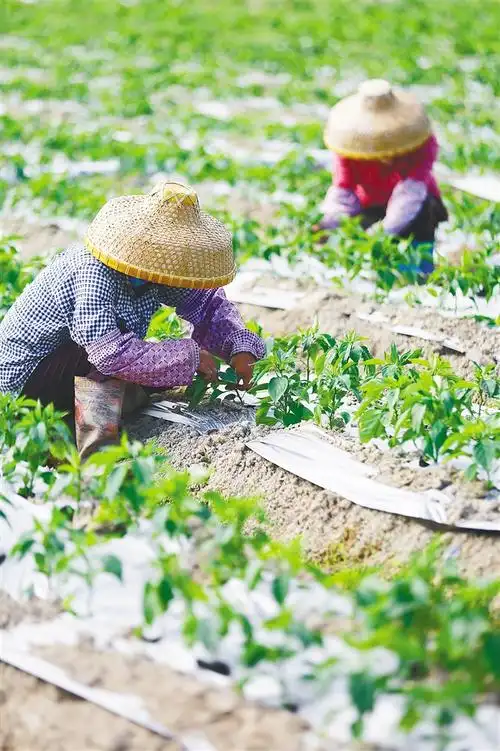 三亚: 小雪时节农事忙
