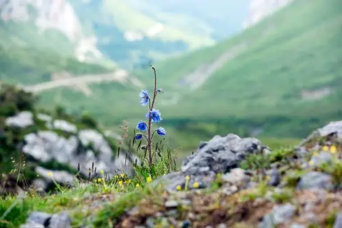据说这就是传说中的稀世之花 绿绒蒿