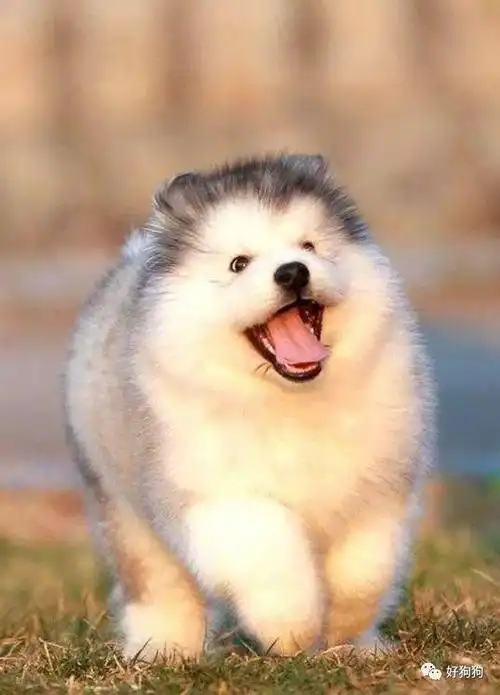 跟你们讲,阿拉小奶狗不是虚胖,是真胖