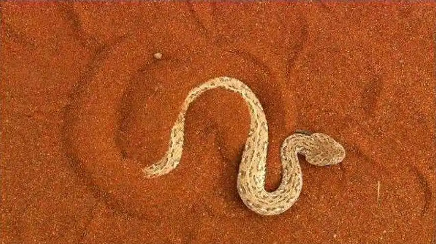 响尾蛇才是蜥蜴的噩梦,沙漠中的"伪装大师",难以分辨出来-动物视频