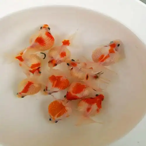 皇冠珍珠金鱼珍珠金鱼活体珍珠鳞金鱼珍珠金鱼