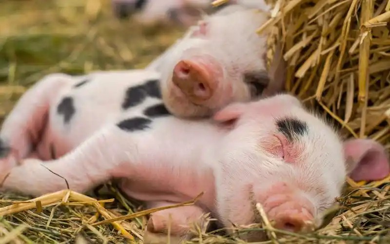 小猪仔够不到,要主人帮忙