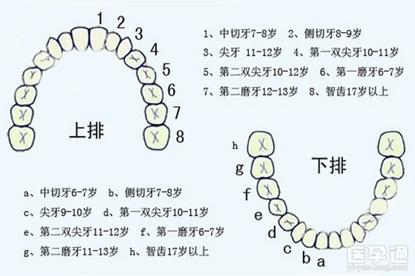 小孩换牙齿的最佳年龄是多少家长更应关注换牙期的注意事项