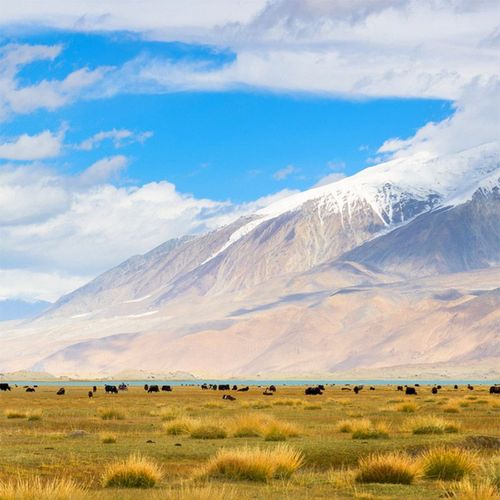 青藏高原风景布艺挂布蓝天白云牦牛背景直播间快手抖音直播背景布