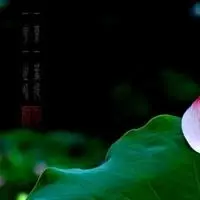 一花一世界一叶一菩提微信头像点击鼠标右键下载