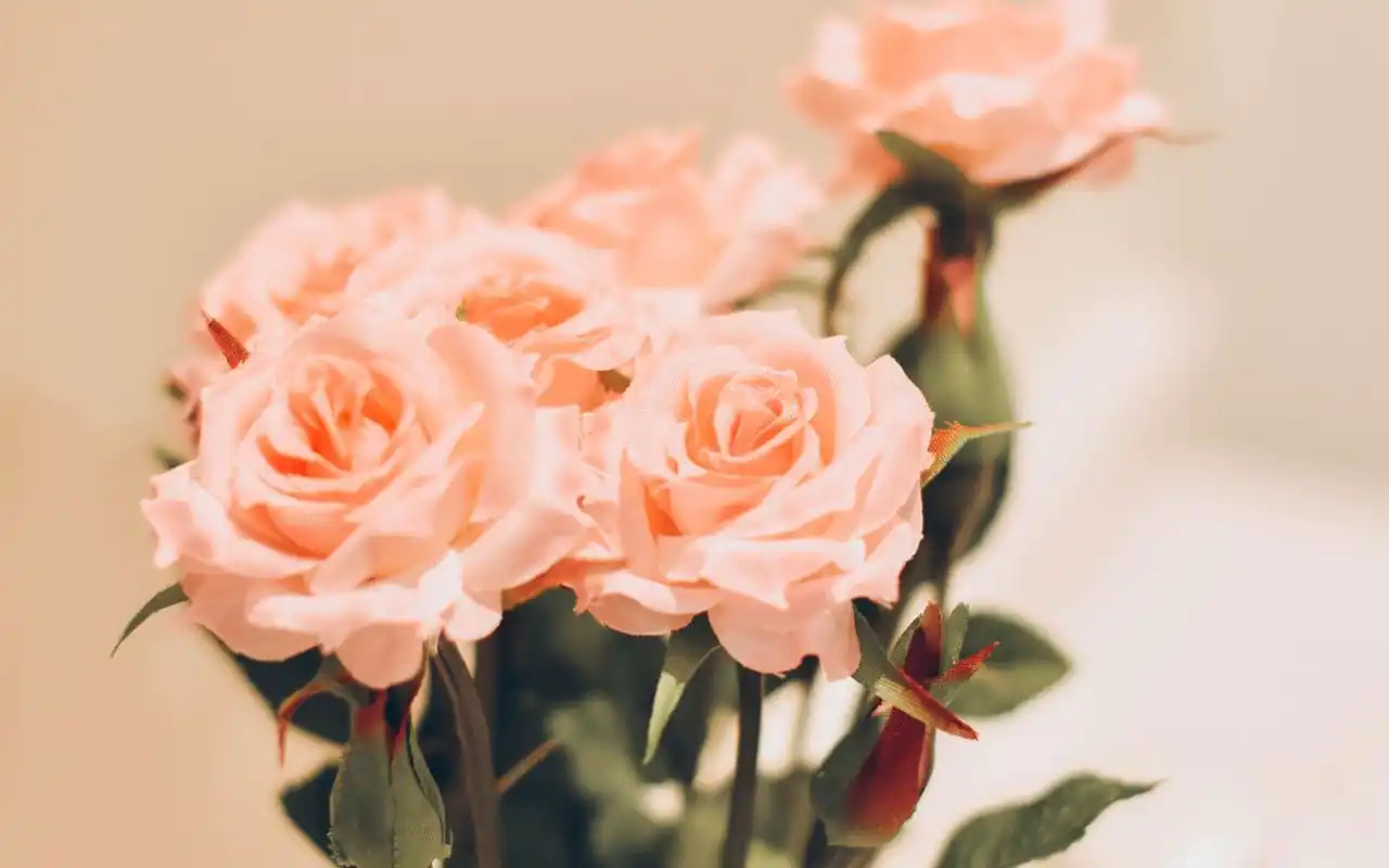 清新唯美植物花卉风景桌面壁纸