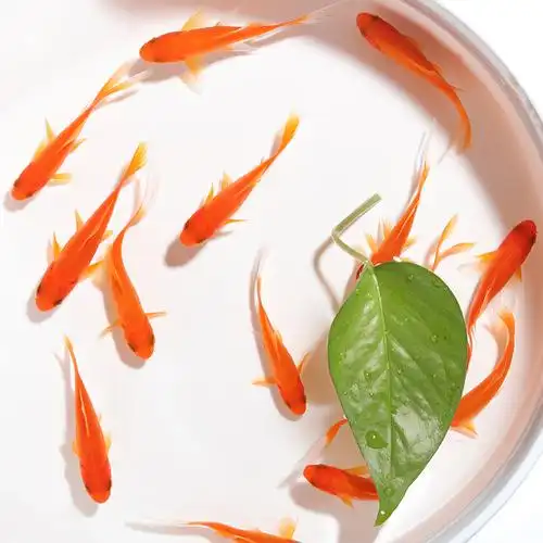 草金鱼活体锦鲫锦鲤活鱼观赏鱼淡水鱼冷水鱼小型鱼苗红