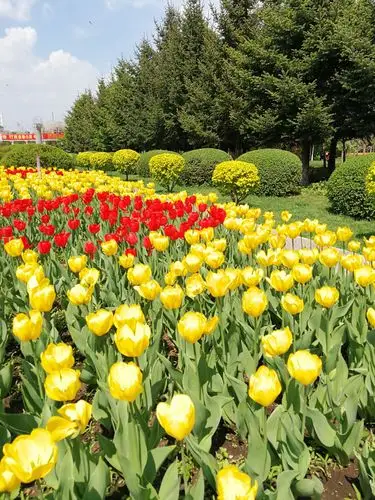 长春公园郁金香