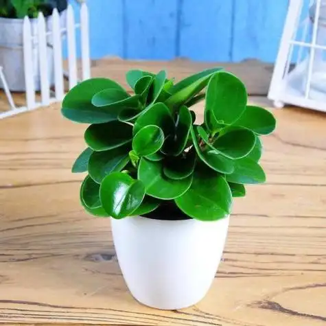 室内盆景花卉图片花卉盆景图片