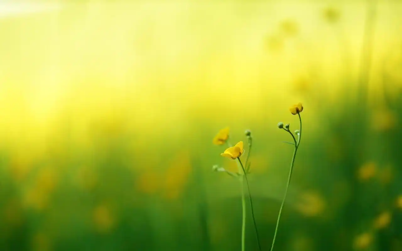 心情淡然释怀的图片