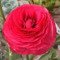 最好看的牡丹微信头像_微信头像图片大全