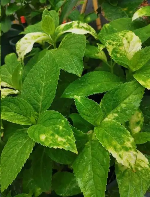 绣球花叶片出现很多黄斑怎么办找准原因针对解决