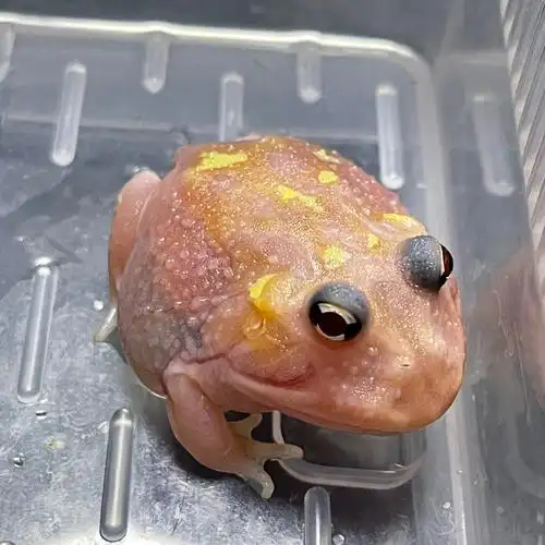 两只可可爱爱的小变异角蛙