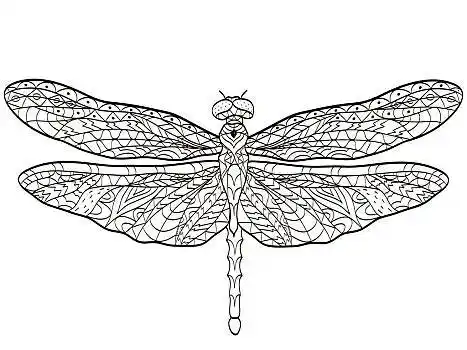 矢量,上色,蜻蜓,昆虫,成年,插画,风格,黑白,线条,图案