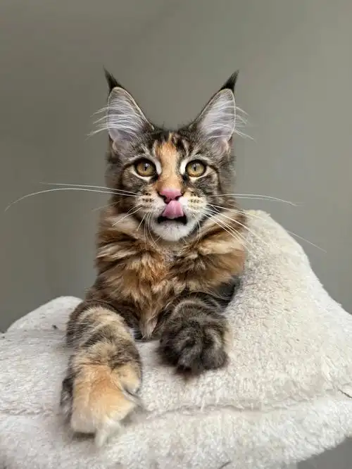 缅因猫特价玳瑁妹妹确定不带她回家