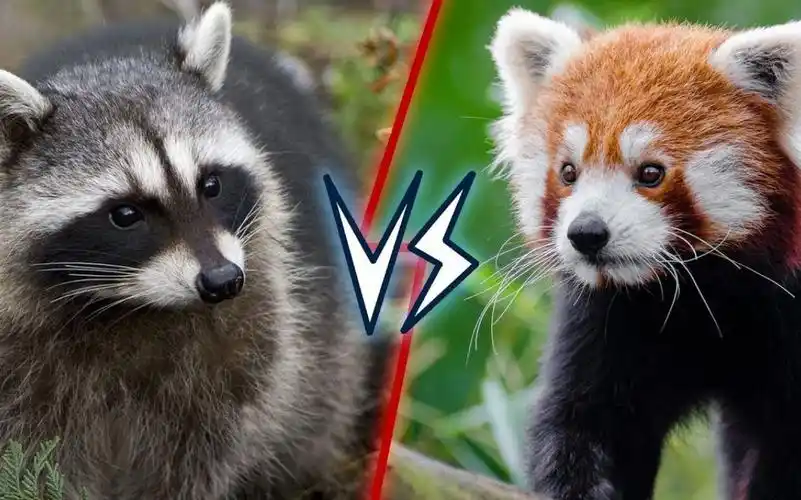 干脆面到底是小浣熊还是小熊猫?傻傻分不清,手把手教你区分