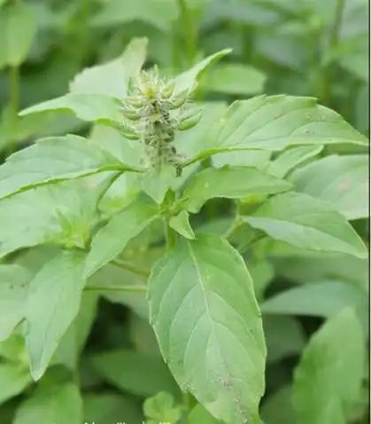 香荆芥的形态特征