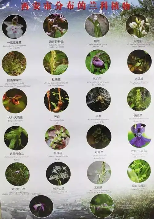 快来,一起认识并爱护我们身边的动植物吧!