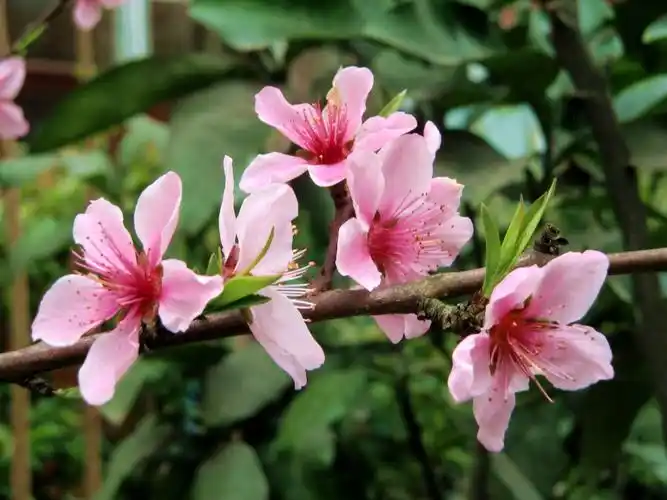 桃花绽放春意浓【2】