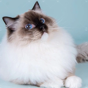 成都/全国连锁/布偶猫幼猫纯种布偶活体赛级手套重点色猫咪宠物猫