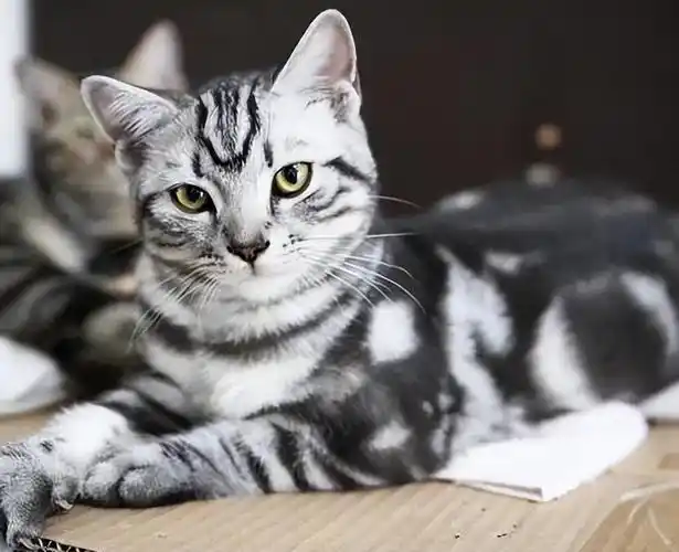 英国短毛猫好不好养?美国短毛猫适合家养吗?