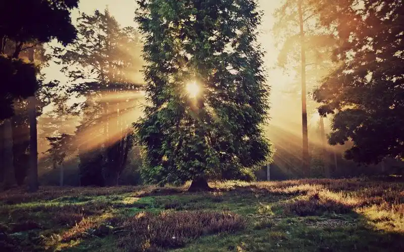 自然景观,树木,太阳光线,日落