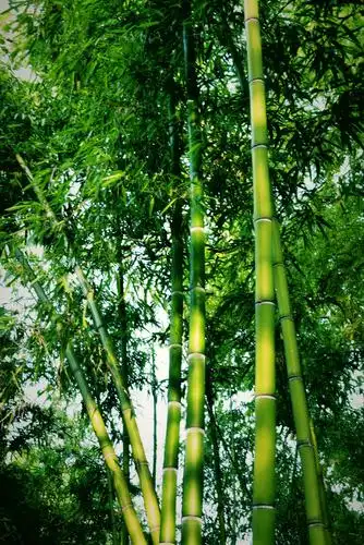 2000_2996竖版 竖屏