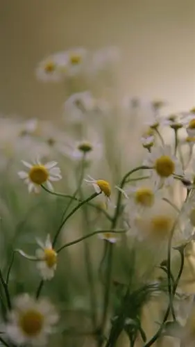 小清新优美雏菊花720x1280分辨率查看