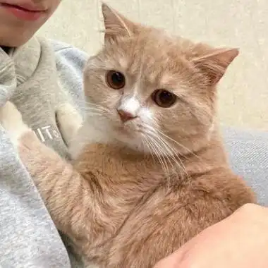 2024最新温暖治愈抱猫唯美情侣头像