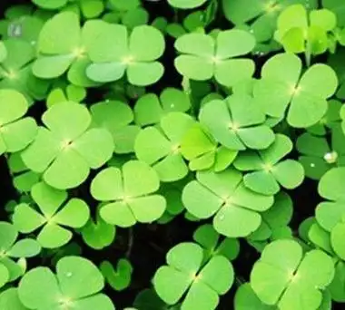 四叶草的花语与象征意义(解读幸运符号的独特魅力)